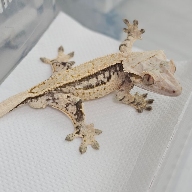 드리피 풀핀 쿼드