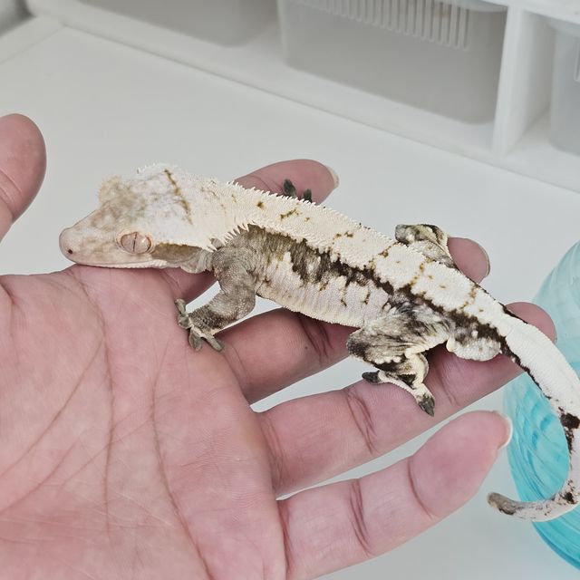 레이지 드리피 화이트 트라이