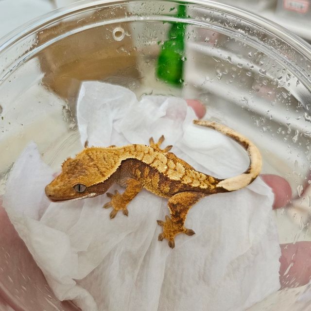 트라이 익스트림할리퀸 레드