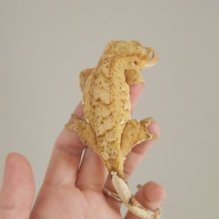 옐로우 팬텀