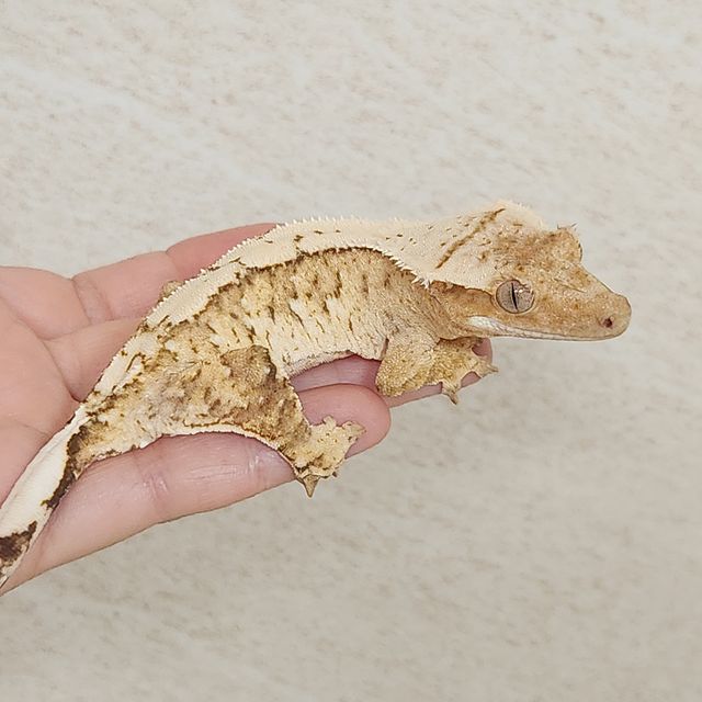 크림시클 크림