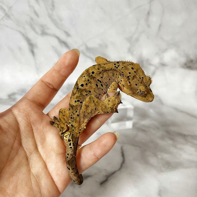 슈퍼달마시안