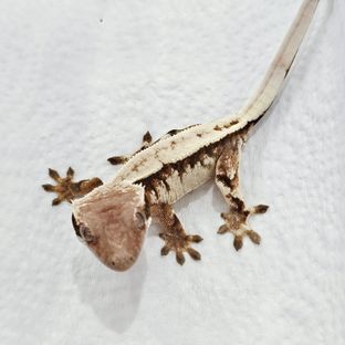 세이블