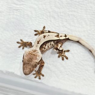 세이블