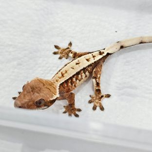 세이블