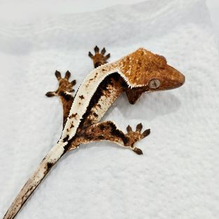 세이블
