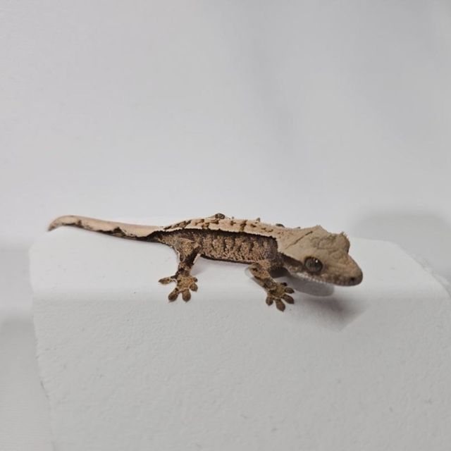 트라이
