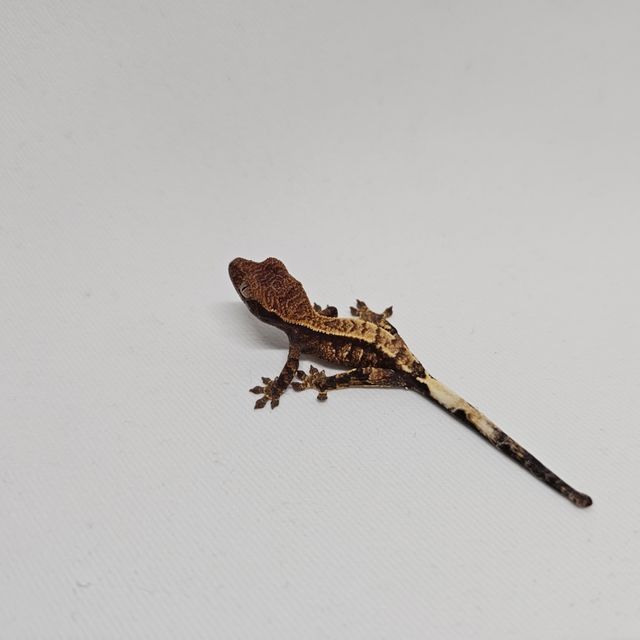 카푸치노 트라이