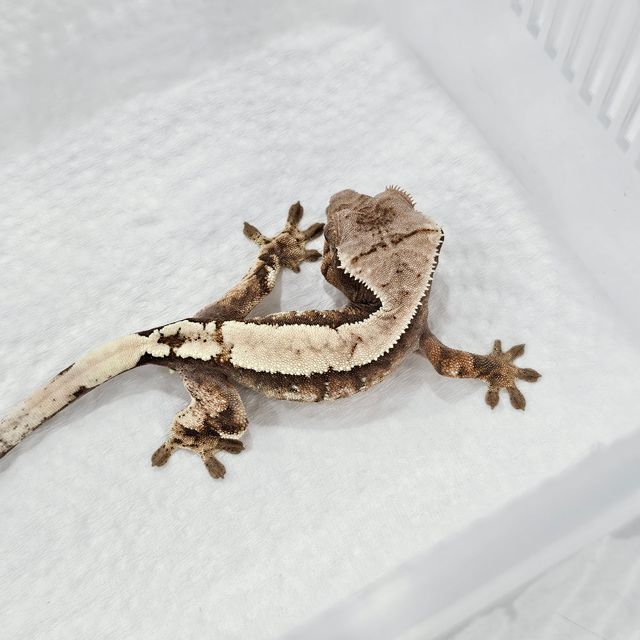 세이블