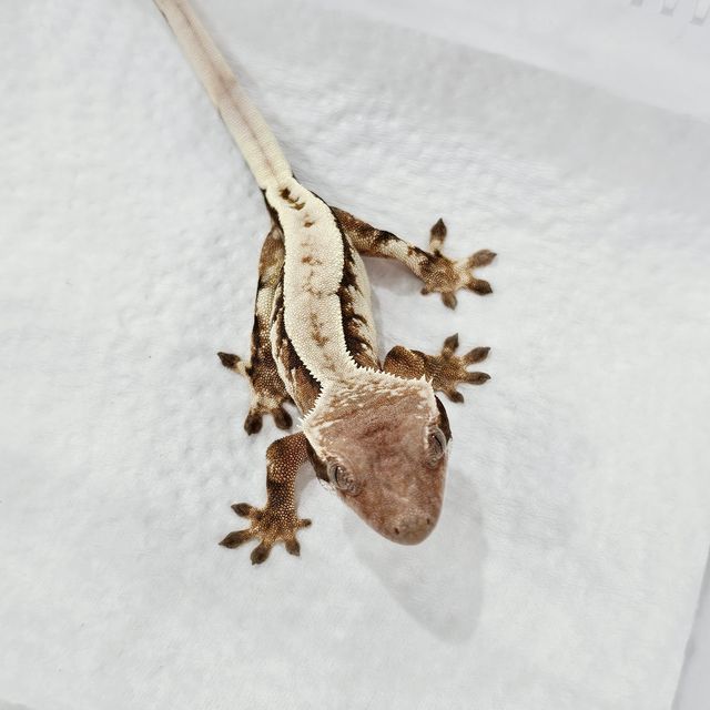 세이블