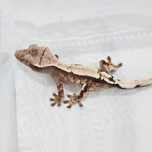 세이블