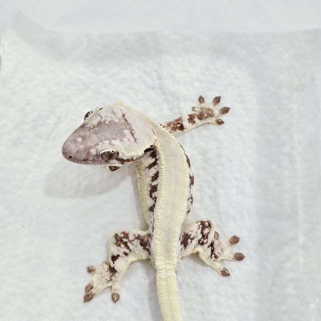 릴리 세이블