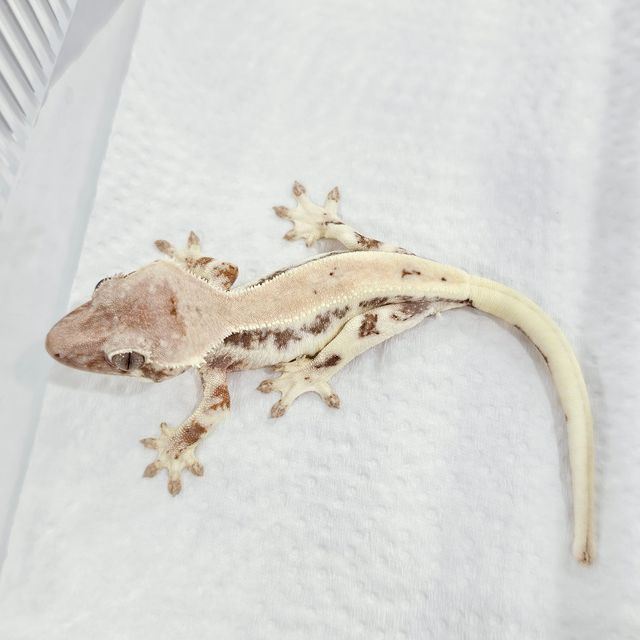 릴리 세이블