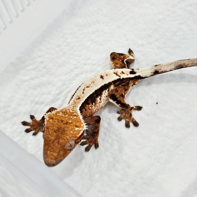 세이블
