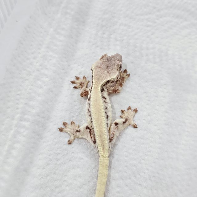 릴리 세이블