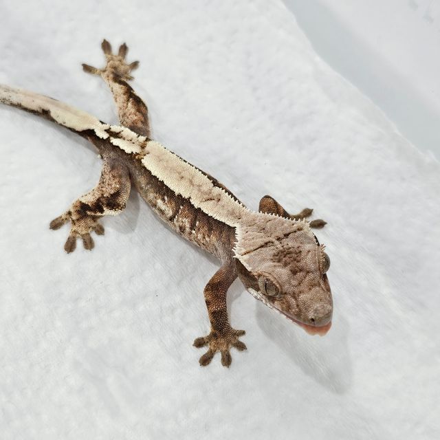 세이블