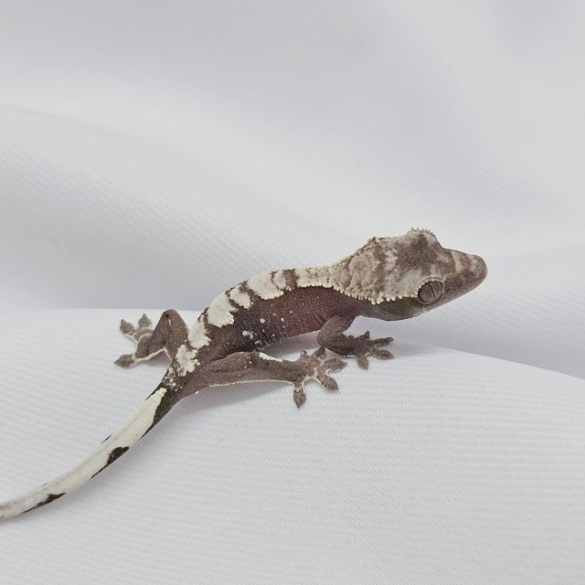 아잔틱