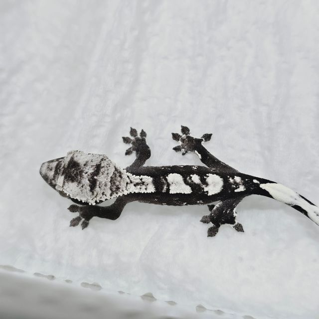 아잔틱