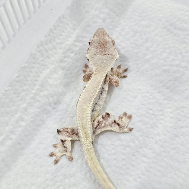 릴리 세이블