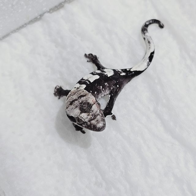 아잔틱
