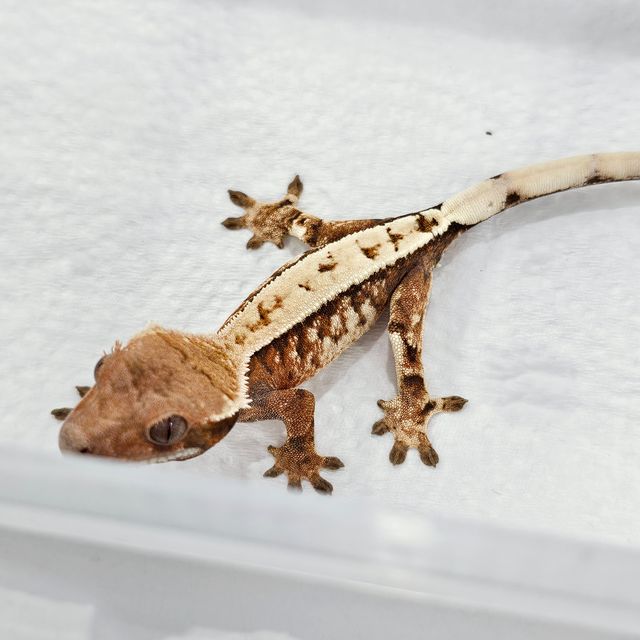 세이블