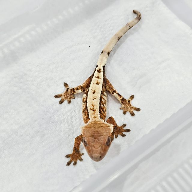 세이블