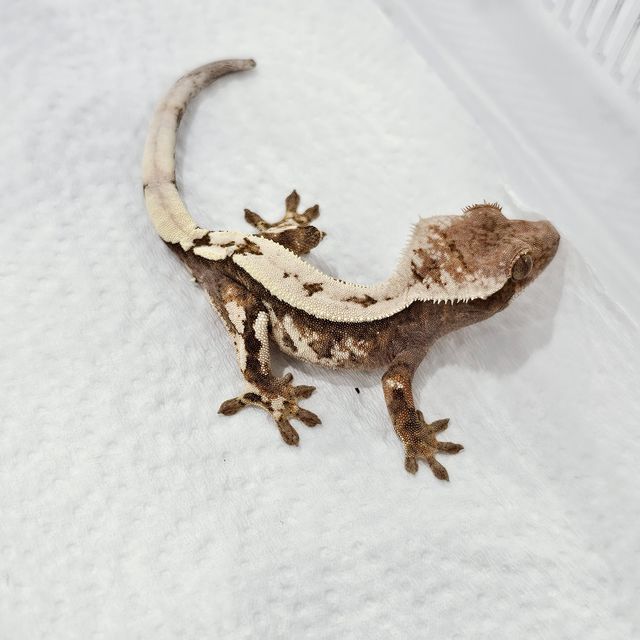 세이블