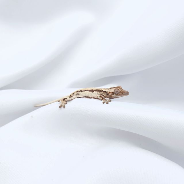 릴리 세이블