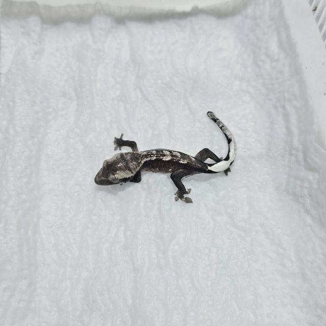 아잔틱