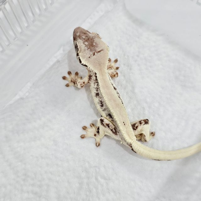 릴리 세이블