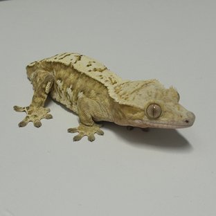 누룽