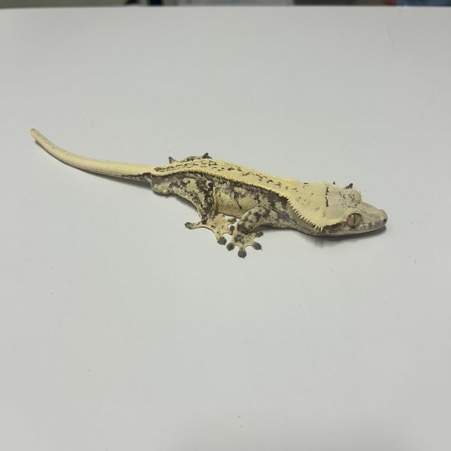 노멀 풀핀 쿼드