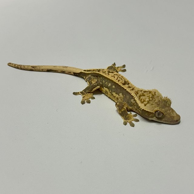 노멀 쿼드 풀핀 엠티백