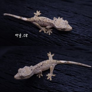 백율.08