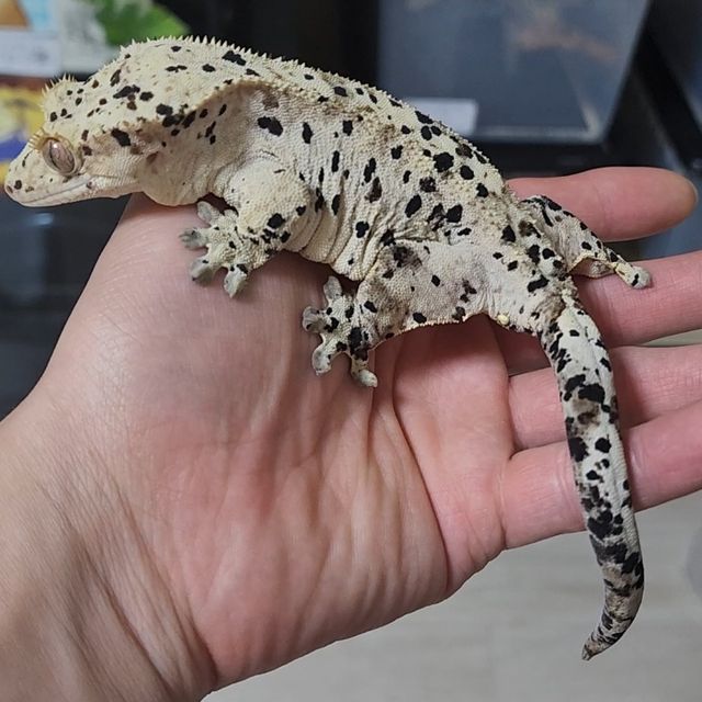 슈퍼달마시안
