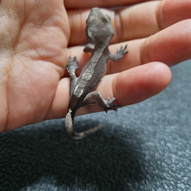 아잔틱