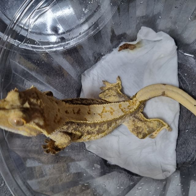 트라이