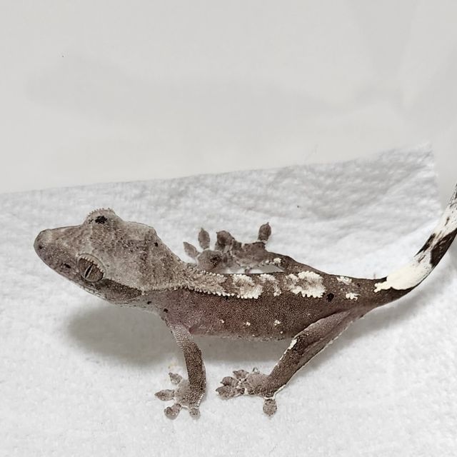아잔틱