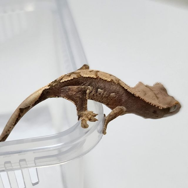 100%헷아잔틱