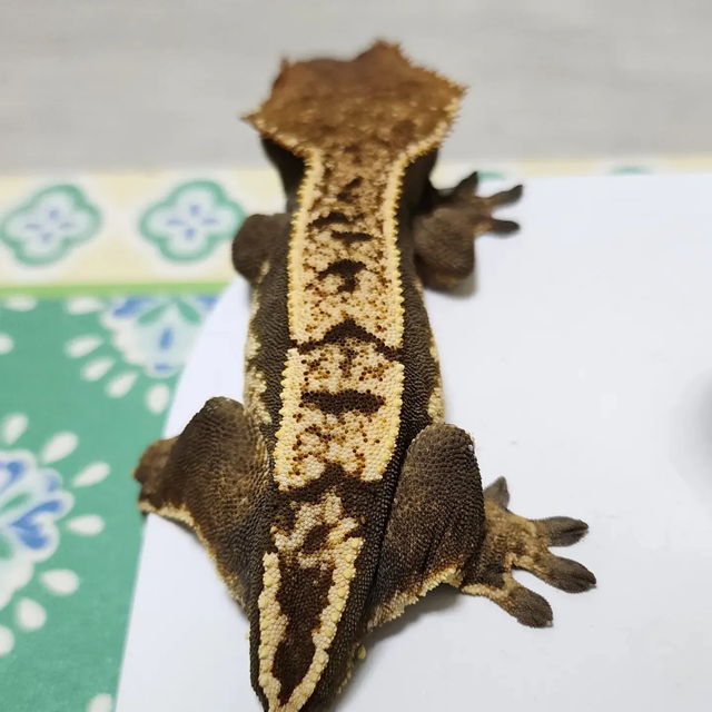노멀