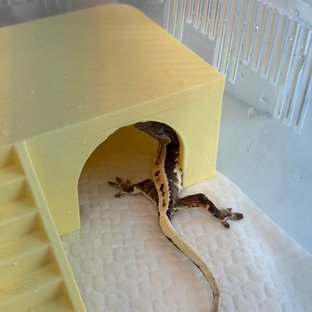 100%헷아잔틱 세이블 릴리화이트 릴리 세이블