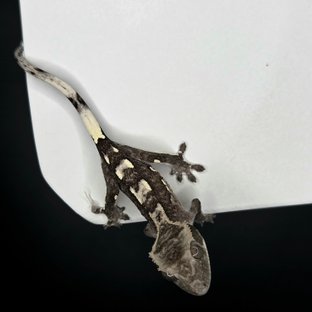 아잔틱
