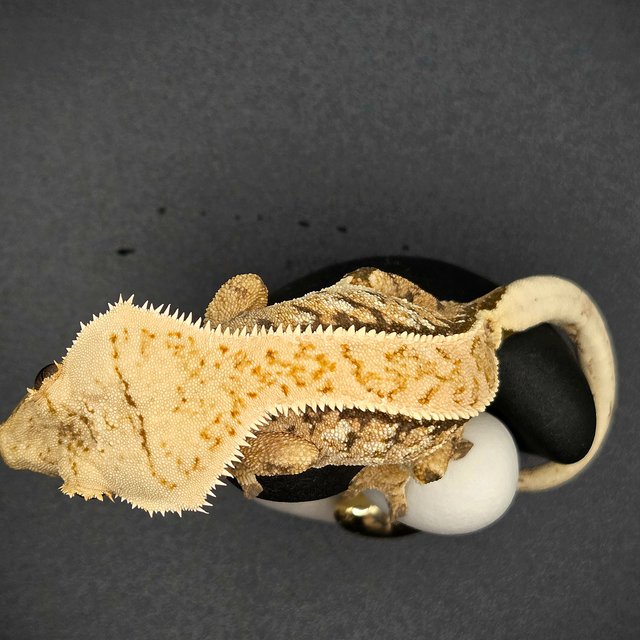 노멀 핀스트라이프 트라이 익스트림할리퀸