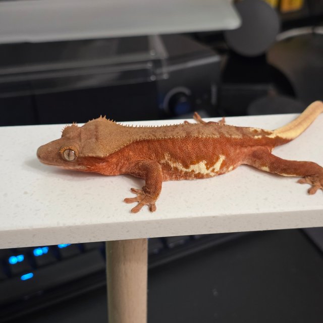 레드 팬텀 릴리100%헷아잔틱