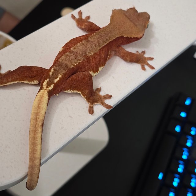 레드 팬텀 릴리100%헷아잔틱