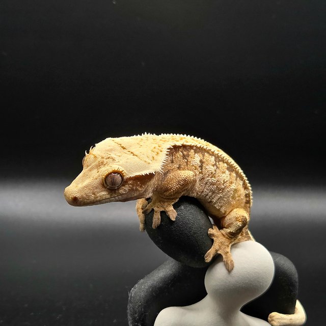 노멀 핀스트라이프 트라이 익스트림할리퀸