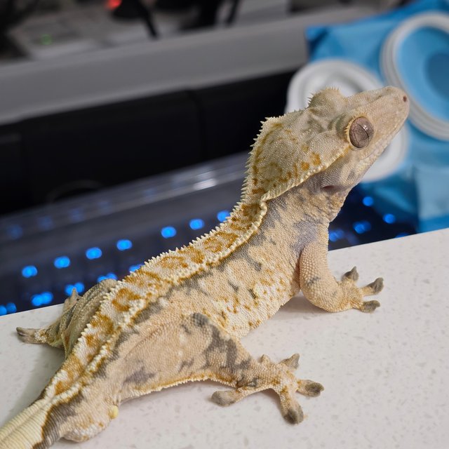 핀스트라이프 트라이 익스트림할리퀸