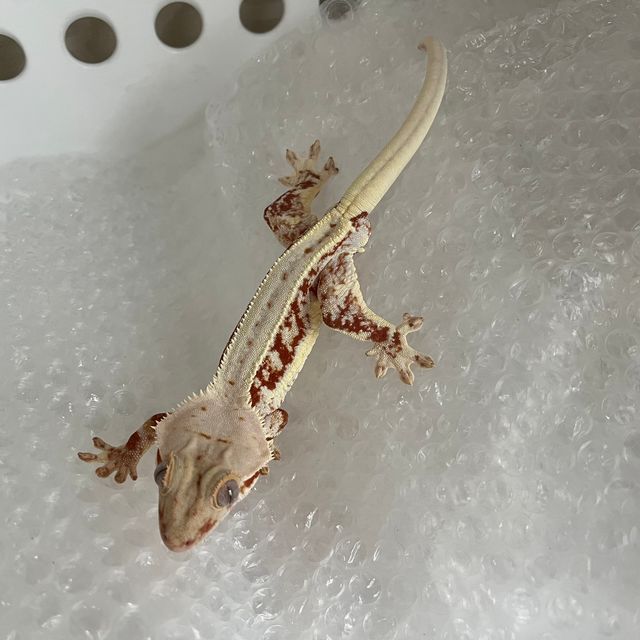 레드 릴리화이트 풀핀