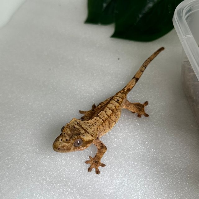 달마시안 브린들