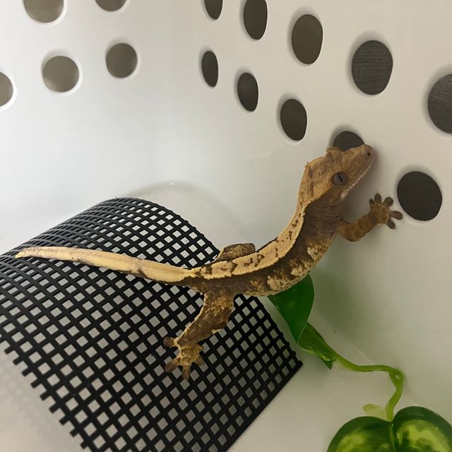 익스트림할리퀸
